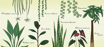 3月 『観葉植物』 山西 美桜（大阪総合デザイン専門学校）